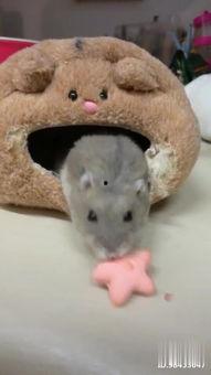 生吃老鼠仔视频,生吃老鼠仔视频背后的惊人真相