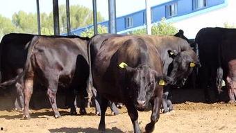 养母牛视频,温馨记录牛宝宝成长历程