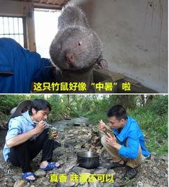 吃竹鼠视频,一场味蕾与自然的邂逅