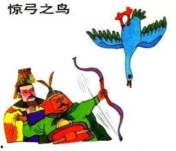 惊弓之鸟视频,揭秘动物界的生存智慧与本能反应