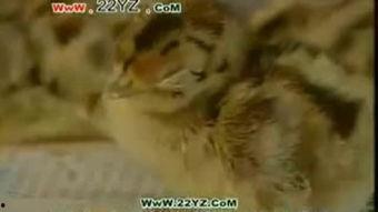 山鸡视频,揭秘野生山鸡的生活习性及生存智慧