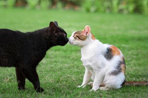 发情女人与狗视频,发情女人与狗的亲密互动