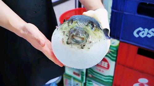 河豚刺身视频,舌尖上的危险美食之旅