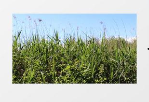 绿草视频,探寻自然之美，感受生命律动