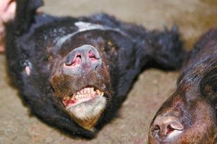 宰杀熊视频,揭秘网络流传的熊类残忍宰杀视频